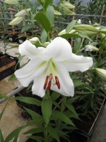 [1727 Polar DJ No01.JPG]